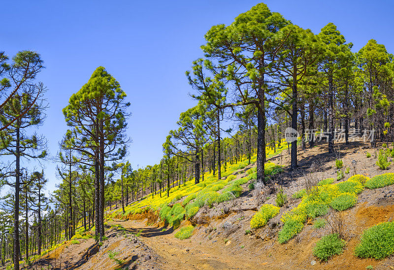 新坎布雷山/旧坎布雷山徒步旅行“火山之路”-卡尔德拉德塔布里恩特国家公园在加那利岛拉帕尔马省的圣克鲁斯德特内里费-西班牙